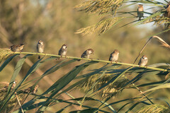 Passer hispaniolensis