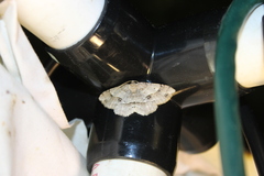 Melanolophia