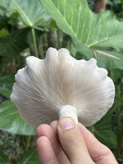 Pleurotus columbinus