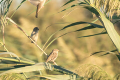Passer hispaniolensis