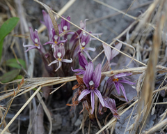 Aphyllon californicum