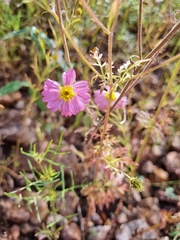 Tridax bicolor