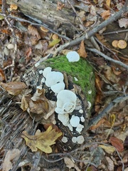Trametes suaveolens