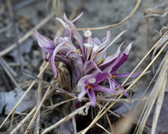 Aphyllon californicum