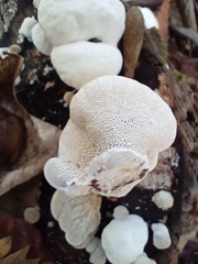 Trametes suaveolens