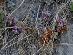 Aphyllon californicum