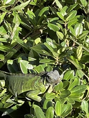 Iguana iguana