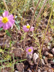Tridax bicolor