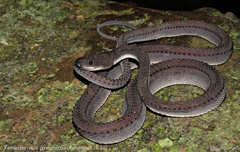 Xenodermus javanicus