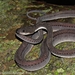 Javan Tubercle Snake - Photo (c) saktyari, some rights reserved (CC BY-NC), uploaded by saktyari