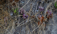 Aphyllon californicum