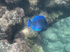 Acanthurus coeruleus