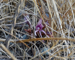 Aphyllon californicum