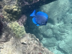 Acanthurus coeruleus