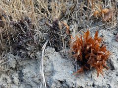 Aphyllon californicum