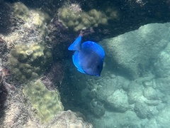 Acanthurus coeruleus