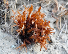 Aphyllon californicum