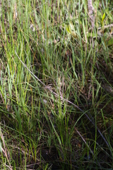 Spiranthes diluvialis