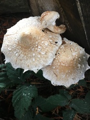 Hemipholiota