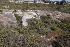 Aspalathus hispida hispida