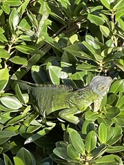 Iguana iguana