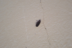 Prosapia ignifera