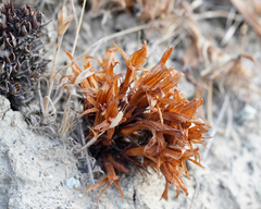 Aphyllon californicum