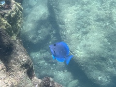Acanthurus coeruleus