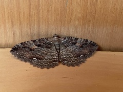 Triphosa haesitata
