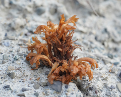 Aphyllon californicum