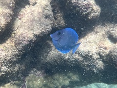 Acanthurus coeruleus