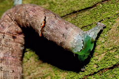 Parallelia bistriaris