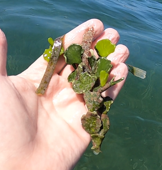 Image of Halimeda opuntia by (c) Jared Shorma, some rights reserved (CC BY)