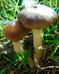 Cyclocybe erebia