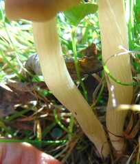 Cyclocybe erebia