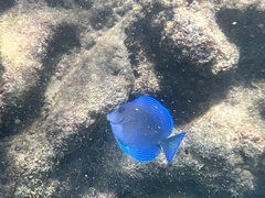Acanthurus coeruleus