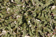 Aspalathus hispida hispida