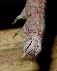 Parallelia bistriaris
