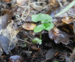 Corybas hypogaeus