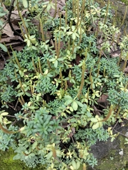 Peperomia leptophylla