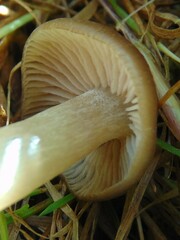 Cyclocybe erebia