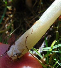 Cyclocybe erebia