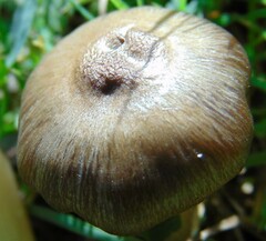 Cyclocybe erebia