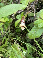 Drymonia alloplectoides