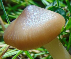 Cyclocybe erebia