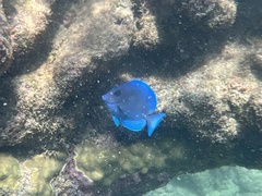 Acanthurus coeruleus