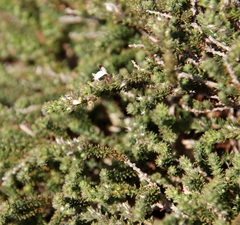 Aspalathus hispida hispida