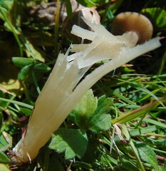 Cyclocybe erebia