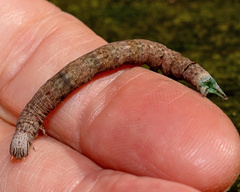 Parallelia bistriaris