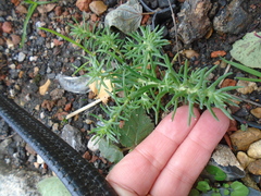 Petrosedum